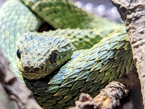 ブッシュヴァイパー